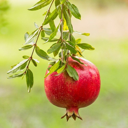 100 red silk pomegranate - 100+,