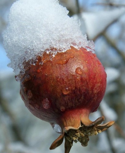 Afganski russian pomegranate - afganski,
