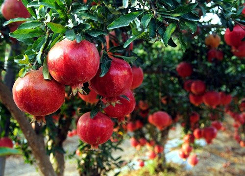 Pomegranate tree seeds - pomegranate,