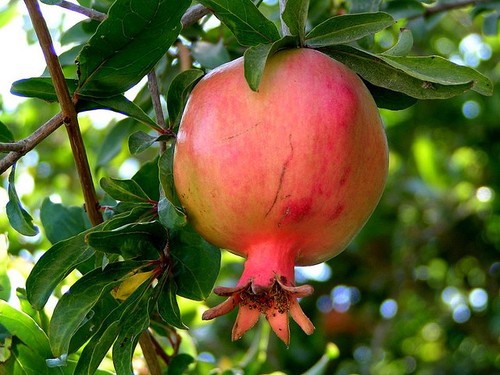 Pomegranate punica granatum - pomegranate,,