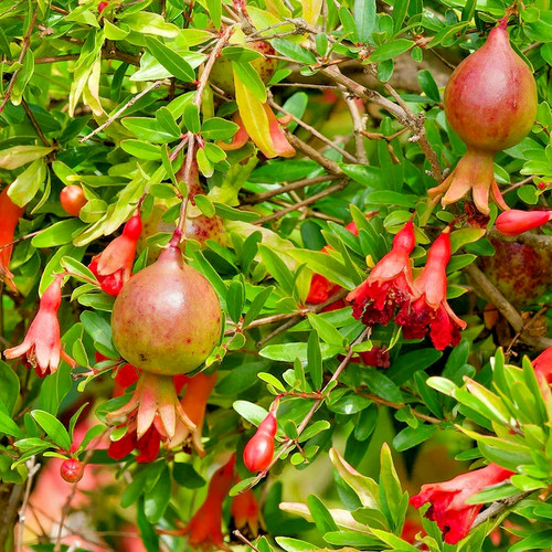 000 dwarf nana pomegranate - 1.000+,