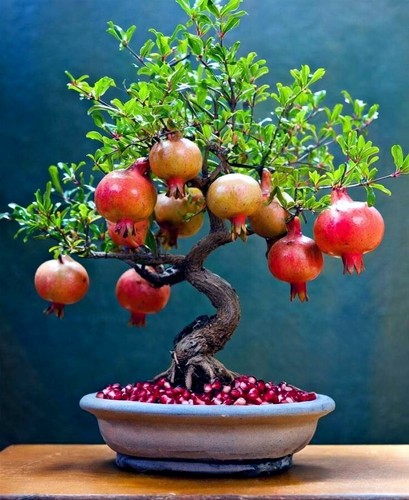 Dwarf pomegranate tree - 20,
