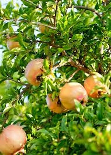 Azadi pomegranate punica - 1,