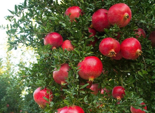 Live pomegranate plants - 2,