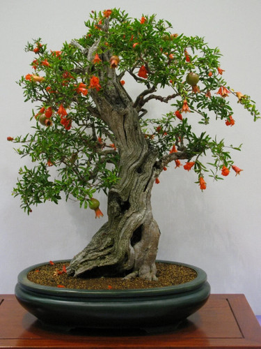 Dwarf pomegranate tree - dwarf,