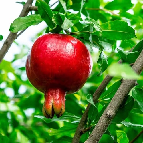 Pomegranate tree seeds punica - pomegranate,