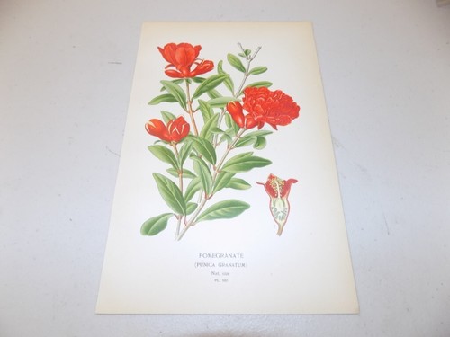 1897 antique floral print - 1897,