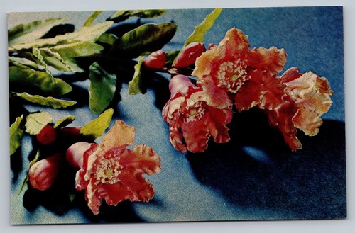 Punica granatum linn fruit - punica,