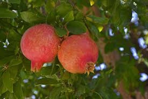 Pomegranate wonderful - pomegranate, 'wonderful'