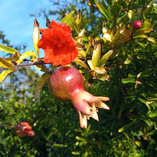 Bonsai pomegranate tree - 25,