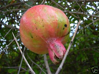 Punica granatum hardy - punica,